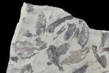 Fossil Fish (Gosiutichthys) Mortality Plate - Lake Gosiute #71788-1